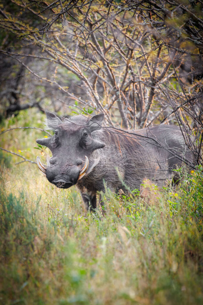Dinokeng - 28 March 2026 (8 of 41)