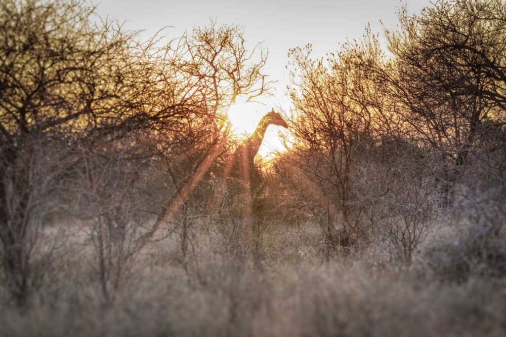 Dinokeng Edits (1 of 20)