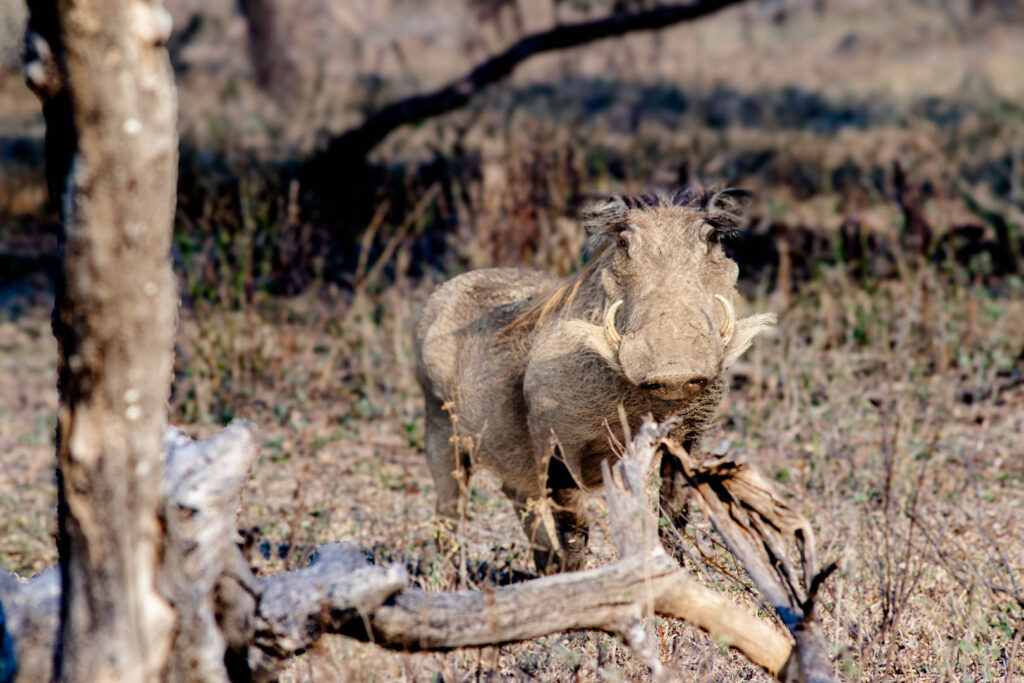 Dinokeng Edits (5 of 5)