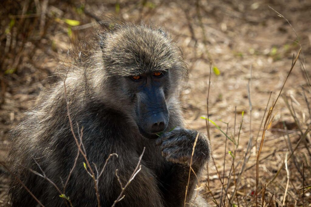 Kruger - Aug 2025 (5 of 24)