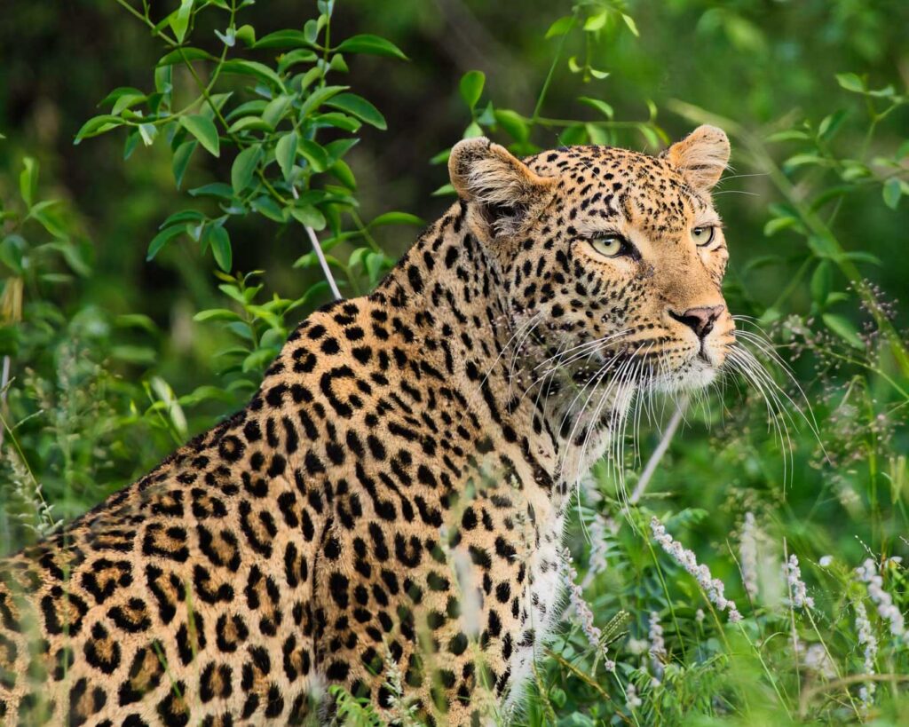 Leopard- Kruger Dec 2025 - Neo Edit