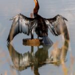 African Darter - Wildlife photography - Dinokeng Game Reserve (1) African Darter bird - Wildlife photography - Dinokeng Game Reserve