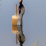 African Darter - Wildlife photography - Dinokeng Game Reserve (2) African Darter bird - Wildlife photography - Dinokeng Game Reserve