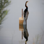 African Darter bird - Wildlife photography - Dinokeng Game Reserve (3) African Darter bird - Wildlife photography - Dinokeng Game Reserve