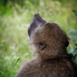 Baboon - Wildlife photography - Kruger National Park Baboon - Wildlife photography - Kruger National Park