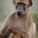 Baboon - Wildlife photography - Kruger National Park Baboon - Wildlife photography - Kruger National Park