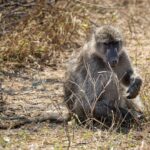 Baboon - Wildlife photography - Kruger National Park Baboon - Wildlife photography - Kruger National Park