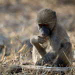 Baboon - Wildlife photography - Kruger National Park Baboon - Wildlife photography - Kruger National Park