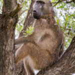 Baboon - Wildlife photography - Kruger National Park Baboon - Wildlife photography - Kruger National Park