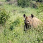 Black Rhino - Wildlife photography - Pilanesburg Game Reserve Black Rhino - Wildlife photography - Pilanesburg Game Reserve