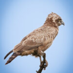 Brown Snake Eagle - Wildlife photography - Kruger National Park Brown Snake Eagle - Wildlife photography - Kruger National Park