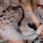 Cheetah - Wildlife photography - Pilanesburg Game Reserve (1) Cheetah - Wildlife photography - Pilanesburg Game Reserve