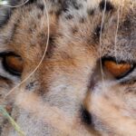 Cheetah - Wildlife photography - Pilanesburg Game Reserve (2) Cheetah - Wildlife photography - Pilanesburg Game Reserve