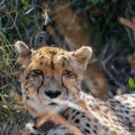 Cheetah - Wildlife photography - Pilanesburg Game Reserve (3) Cheetah - Wildlife photography - Pilanesburg Game Reserve