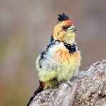 Crested Barbit - Wildlife photography - Kruger National Park Crested Barbit - Wildlife photography - Kruger National Park