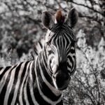 Zebra - Wildlife photography - Dinokeng Game Reserve Zebra - Wildlife photography - Dinokeng Game Reserve