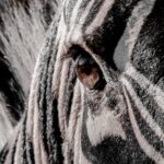 Zebra - Wildlife photography - Dinokeng Game Reserve Zebra - Wildlife photography - Dinokeng Game Reserve
