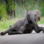 Elephant - Wildlife photography - Pilansburg Game Reserve Elephant - Wildlife photography - Pilansburg Game Reserve