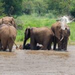 Elephant - Wildlife photography - Pilansburg Game Reserve Elephant - Wildlife photography - Pilansburg Game Reserve