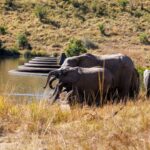 Elephant - Wildlife photography - Pilansburg Game Reserve Elephant - Wildlife photography - Pilansburg Game Reserve
