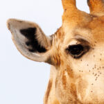 Giraffe - Wildlife photography - Dinokeng Game Reserve Giraffe - Wildlife photography - Dinokeng Game Reserve