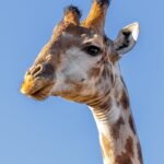 Giraffe - Elephant Point - Wildlife photography - Kruger National Park Giraffe - Wildlife photography - Elephant Point - Kruger National Park