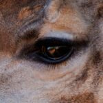 Giraffe - Elephant Point - Wildlife photography - Kruger National Park Giraffe - Wildlife photography - Elephant Point - Kruger National Park