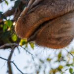 Giraffe - Elephant Point - Wildlife photography - Kruger National Park Giraffe - Wildlife photography - Elephant Point - Kruger National Park