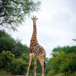 Giraffe - Elephant Point - Wildlife photography - Kruger National Park Giraffe - Elephant Point - Wildlife photography - Kruger National Park