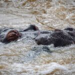 Hippo - Wildlife photography - Kruger National Park Hippo - Wildlife photography - Kruger National Park