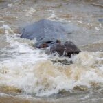 Hippo - Wildlife photography - Kruger National Park Hippo - Wildlife photography - Kruger National Park