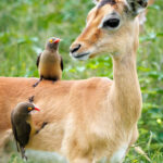 Impala - Wildlife photography - Dinokeng Game Reserve Impala - Wildlife photography - Dinokeng Game Reserve