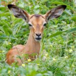 Impala - Wildlife photography - Dinokeng Game Reserve Impala - Wildlife photography - Dinokeng Game Reserve