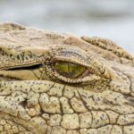 Nile crocodile - Wildlife photography - Kruger National Park Nile crocodile - Wildlife photography - Kruger National Park