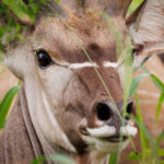 Kudu - Wildlife photography - Dinokeng Game Reserve Kudu - Wildlife photography - Dinokeng Game Reserve