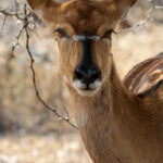 Kudu - Wildlife photography - Dinokeng Game Reserve Kudu - Wildlife photography - Dinokeng Game Reserve