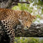 Leopard - Wildlife photography - Kruger National Park Leopard - Wildlife photography - Kruger National Park
