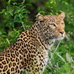 Leopard - Wildlife photography - Kruger National Park Leopard - Wildlife photography - Kruger National Park
