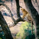 Leopard - Wildlife photography - Kruger National Park Leopard - Wildlife photography - Kruger National Park