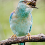 Lilac Breasted Roller - Wildlife photography - Kruger National Park Lilac Breasted Roller - Wildlife photography - Kruger National Park