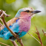 Lilac Breasted Roller - Wildlife photography - Kruger National Park Lilac Breasted Roller - Wildlife photography - Kruger National Park