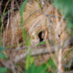 Lion - Wildlife photography - Kruger National Park Lion - Wildlife photography - Kruger National Park