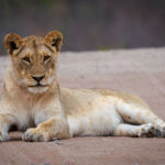 Lion - Wildlife photography - Kruger National Park Lion - Wildlife photography - Kruger National Park