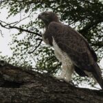 Martial Eagle - Wildlife photography - Kruger National Park Martial Eagle - Wildlife photography - Kruger National Park