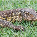Nile monitor lizard - Wildlife photography - Kruger National Park Ligevaan, monitor lizard - Wildlife photography - Kruger National Park, South Africa