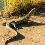 Ligevaan, monitor lizard - Wildlife photography - Pilanesburg Game Reserve, South Africa Ligevaan, monitor lizard - Wildlife photography - Pilanesburg Game Reserve, South Africa
