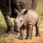 Rhino calf - Wildlife photography - Pilansburg Game Reserve Rhino calf - Wildlife photography - Pilansburg Game Reserve