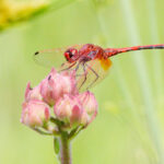 Red Dragon Fly - Wildlife photography - Dinokeng Game Reserve Red Dragon Fly - Wildlife photography - Dinokeng Game Reserve