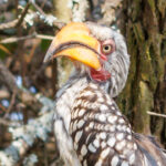 Southern yellow-billed hornbill - Wildlife photography - Dinokeng Game Reserve Southern yellow-billed hornbill - Wildlife photography - Dinokeng Game Reserve
