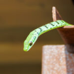 Spotted Bush Snake - Wildlife photography - Dinokeng Game Reserve (1) Spotted Bush Snake - Wildlife photography - Dinokeng Game Reserve